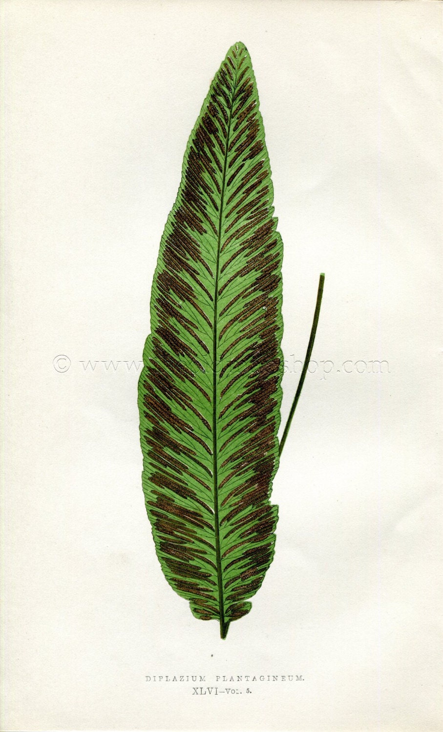Edward Joseph Lowe Fern (Diplazium Plantagineum) Antique Botanical Print 1858