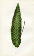 Edward Joseph Lowe Fern (Diplazium Plantagineum) Antique Botanical Print 1858