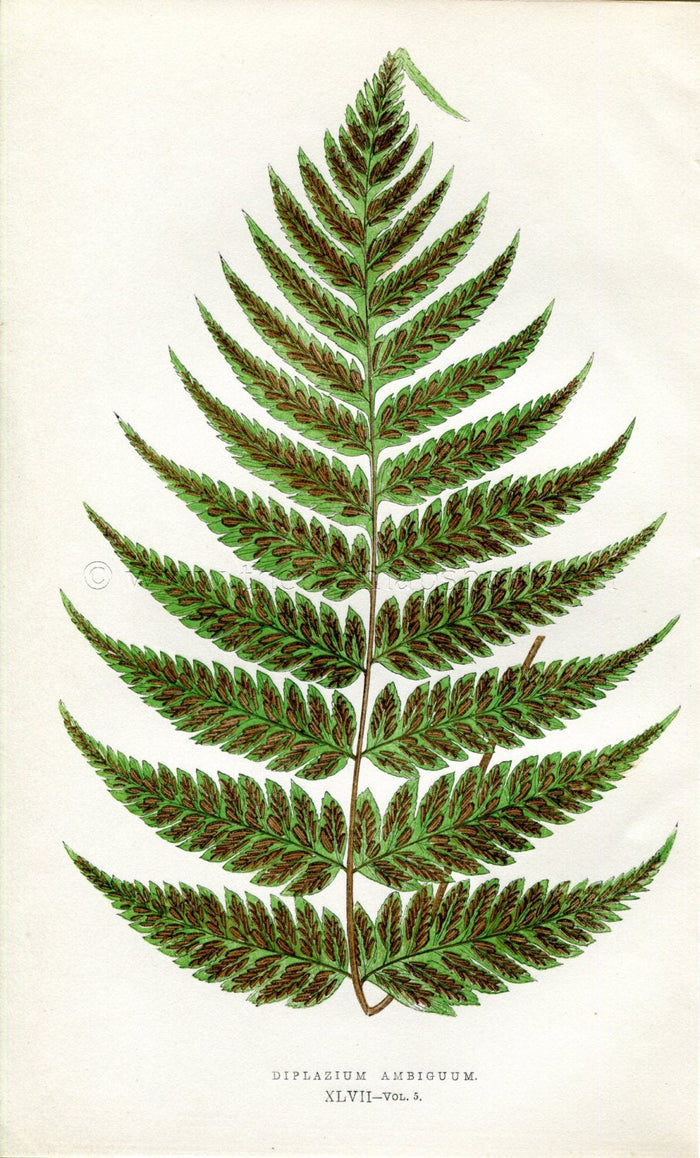 Edward Joseph Lowe Fern (Diplazium Ambiguum) Antique Botanical Print 1858