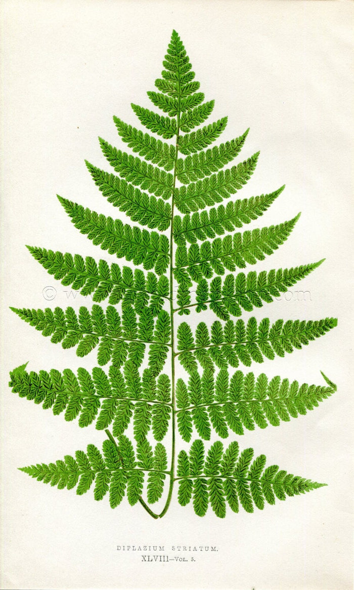 Edward Joseph Lowe Fern (Diplazium Striatum) Antique Botanical Print 1858