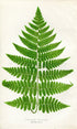 Edward Joseph Lowe Fern (Diplazium Striatum) Antique Botanical Print 1858