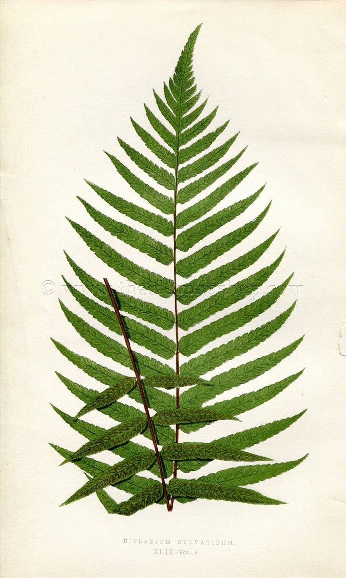 Edward Joseph Lowe Fern (Diplazium Sylvaticum) Antique Botanical Print 1858