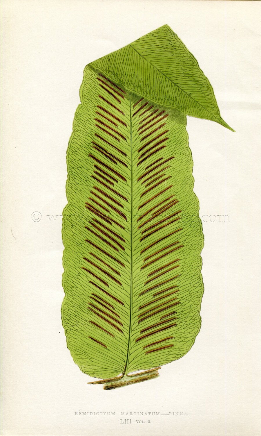 Edward Joseph Lowe Fern (Hemidictyum Marginatum) Antique Botanical Print 1858