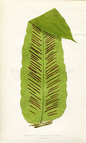 Edward Joseph Lowe Fern (Hemidictyum Marginatum) Antique Botanical Print 1858
