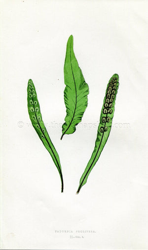 Edward Joseph Lowe Fern (Fadyenia Prolifera) Antique Botanical Print 1857