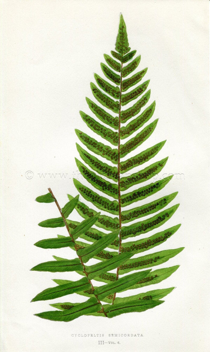 Edward Joseph Lowe Fern (Cyclopeltis Semicordata) Antique Botanical Print 1857