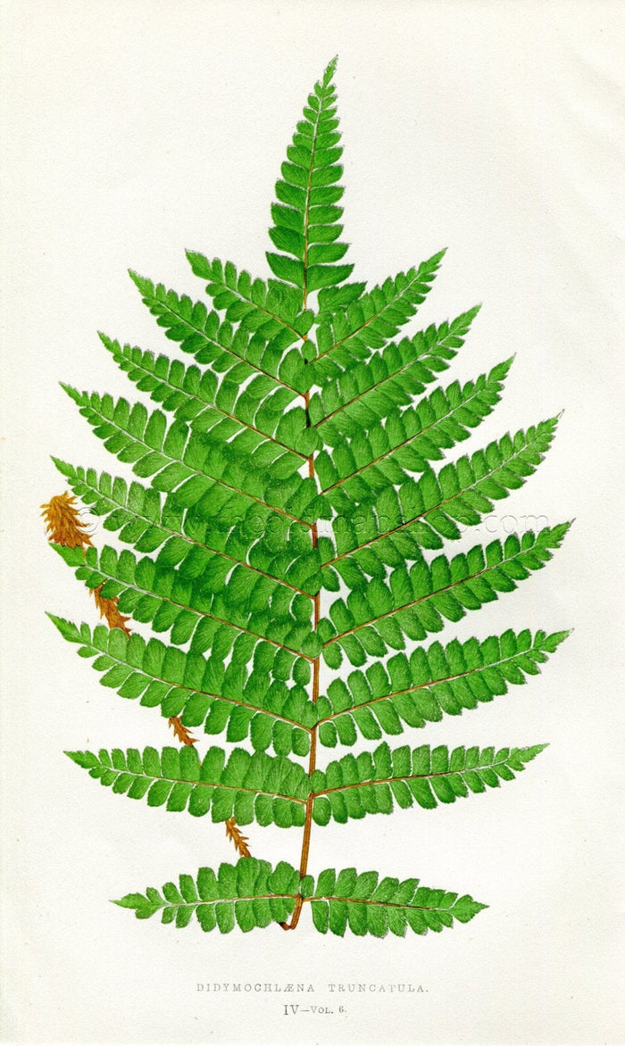Edward Joseph Lowe Fern (Didymochlaena Truncatula) Antique Botanical Print 1857