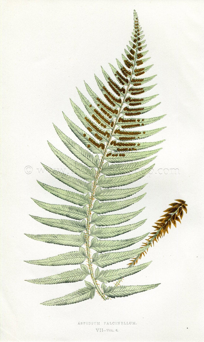 Edward Joseph Lowe Fern (Aspidium Falcinellum) Antique Botanical Print 1857
