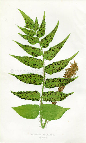 Edward Joseph Lowe Fern (Aspidium Falcatum) Antique Botanical Print 1857