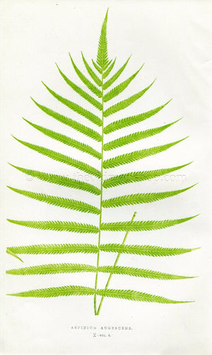 Edward Joseph Lowe Fern (Aspidium Augescens) Antique Botanical Print 1857