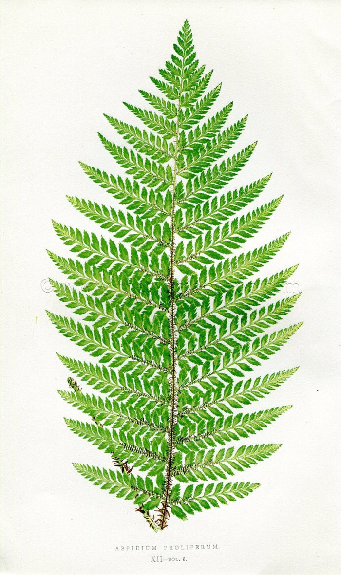 Edward Joseph Lowe Fern (Aspidium Proliferum) Antique Botanical Print 1857