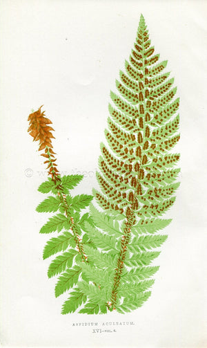 Edward Joseph Lowe Fern (Aspidium Aculeatum) Antique Botanical Print 1857