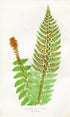 Edward Joseph Lowe Fern (Aspidium Aculeatum) Antique Botanical Print 1857
