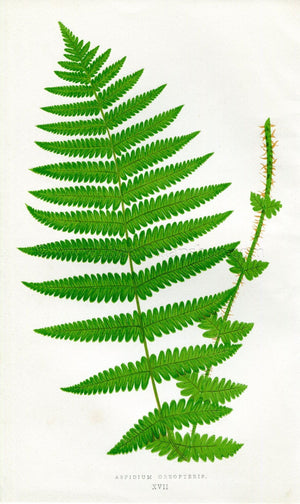 Edward Joseph Lowe Fern (Aspidium Oreopteris) Antique Botanical Print 1857