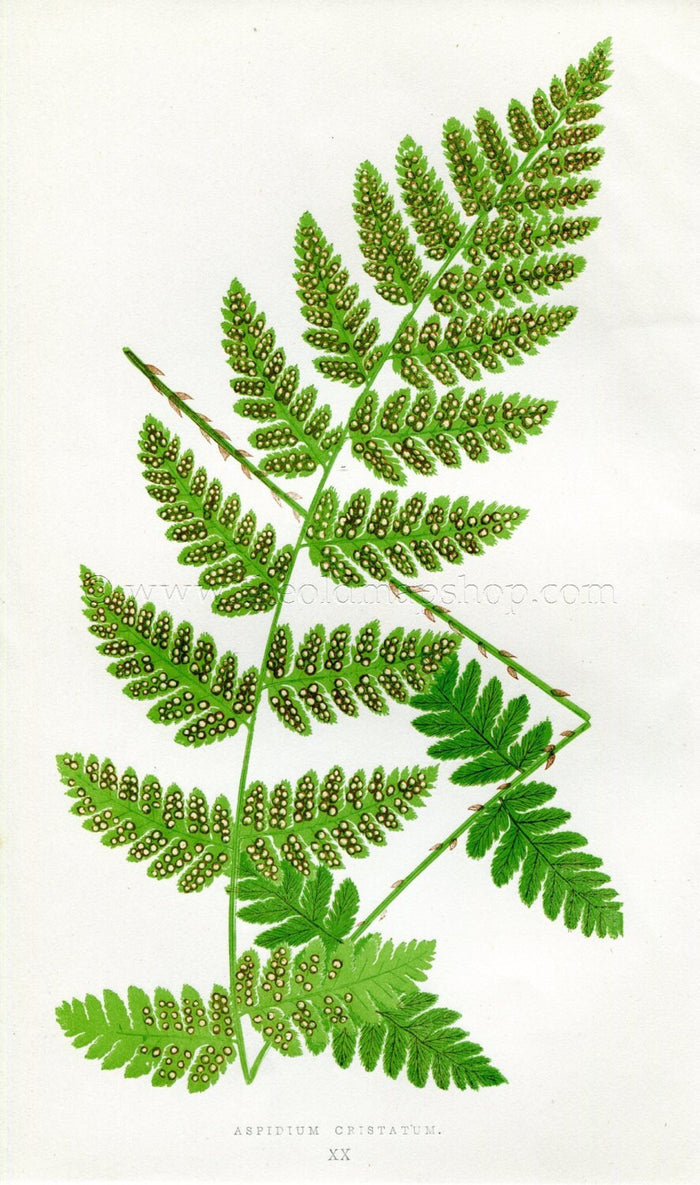 Edward Joseph Lowe Fern (Aspidium Cristatum) Antique Botanical Print 1857