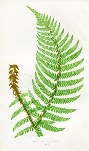 Edward Joseph Lowe Fern (Aspidium Angulare) Antique Botanical Print 1857