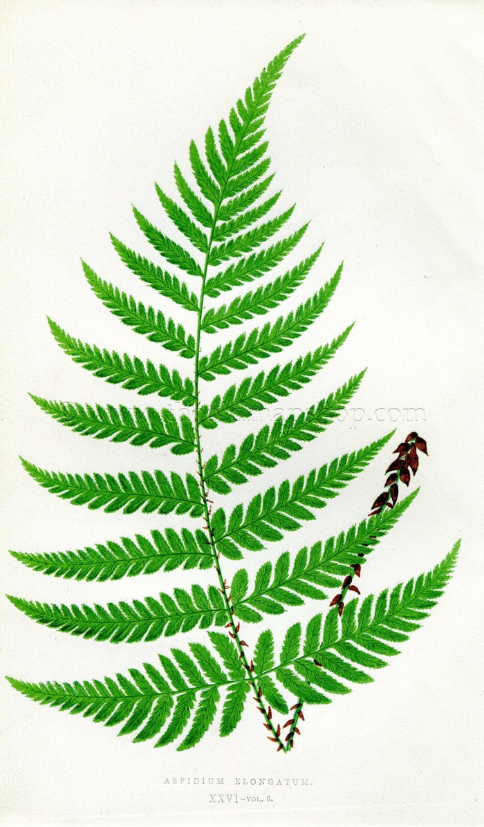 Edward Joseph Lowe Fern (Aspidium Elongatum) Antique Botanical Print 1857