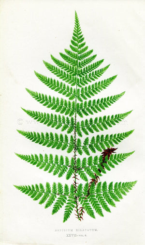 Edward Joseph Lowe Fern (Aspidium Dilatatum) Antique Botanical Print 1857