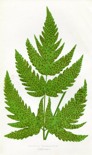Edward Joseph Lowe Fern (Aspidium Trifoliatum) Antique Botanical Print 1857