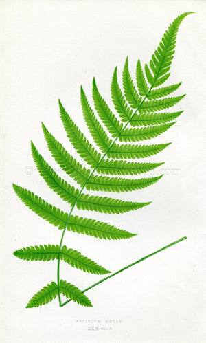 Edward Joseph Lowe Fern (Aspidium Molle) Botanical Print Antique 1857