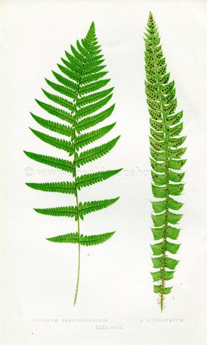 Edward Joseph Lowe Fern (Aspidium Thelypteroides & Mucronatum) Antique Botanical Print 1857