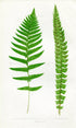Edward Joseph Lowe Fern (Aspidium Thelypteroides & Mucronatum) Antique Botanical Print 1857