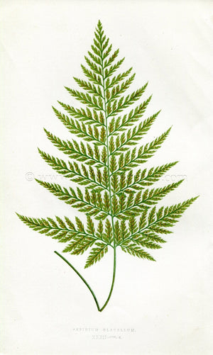 Edward Joseph Lowe Fern (Aspidium Glabellum) Antique Botanical Print 1857