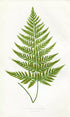 Edward Joseph Lowe Fern (Aspidium Glabellum) Antique Botanical Print 1857