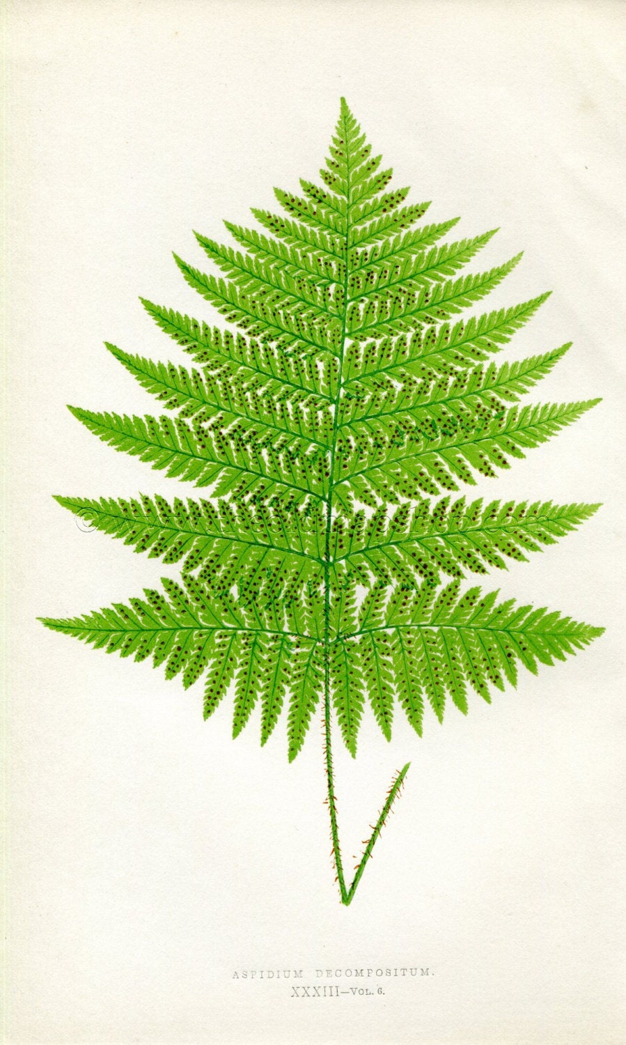 Edward Joseph Lowe Fern (Aspidium Decompositum) Antique Botanical Print 1857