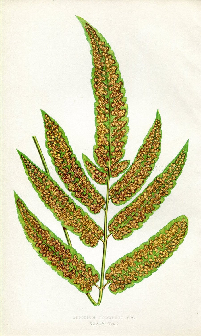 Edward Joseph Lowe Fern (Aspidium Podophyllum) Antique Botanical Print 1857