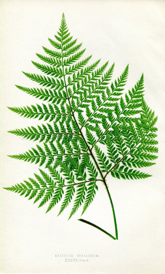 Edward Joseph Lowe Fern (Aspidium Coriaceum) Antique Botanical Print 1857