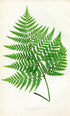 Edward Joseph Lowe Fern (Aspidium Coriaceum) Antique Botanical Print 1857