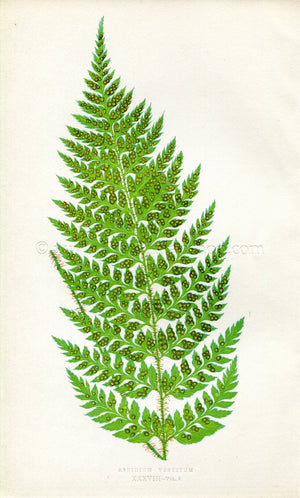 Edward Joseph Lowe Fern (Aspidium Vestitum) Antique Botanical Print 1857