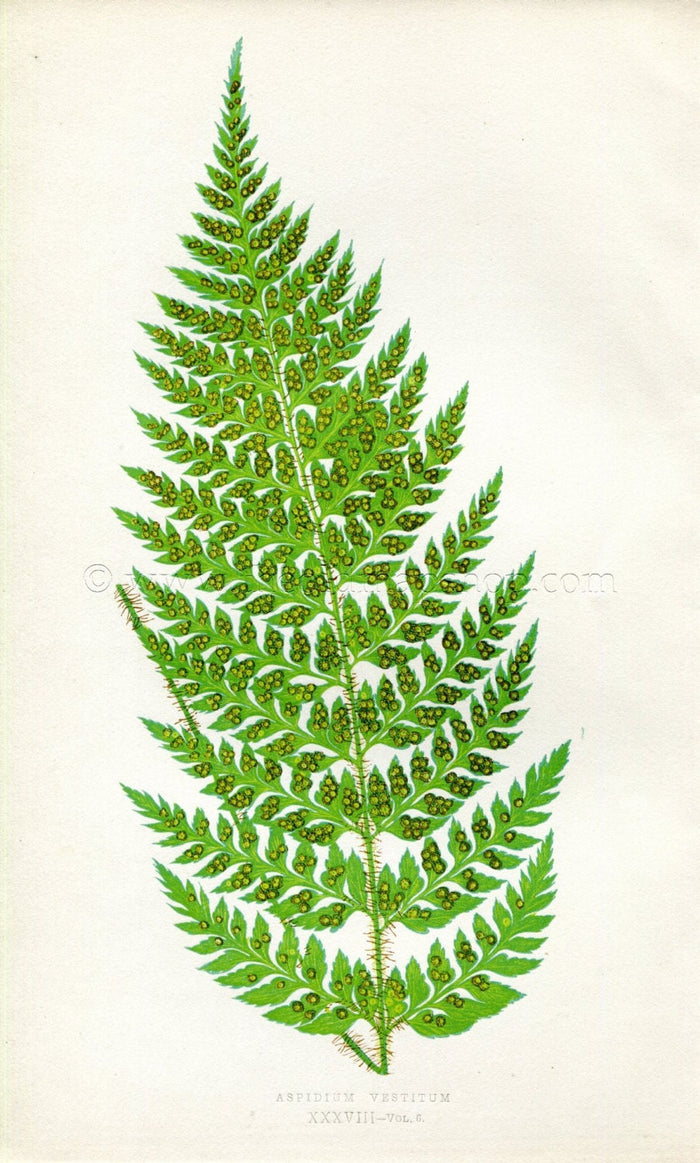 Edward Joseph Lowe Fern (Aspidium Vestitum) Antique Botanical Print 1857