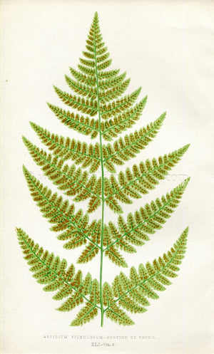 Edward Joseph Lowe Fern (Aspidium Spinulosum) Antique Botanical Print 1857