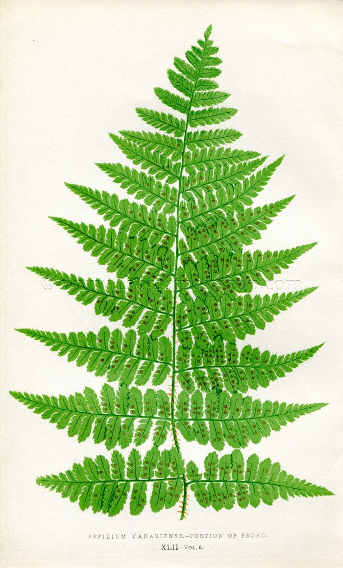 Edward Joseph Lowe Fern (Aspidium Canariense) Antique Botanical Print 1857