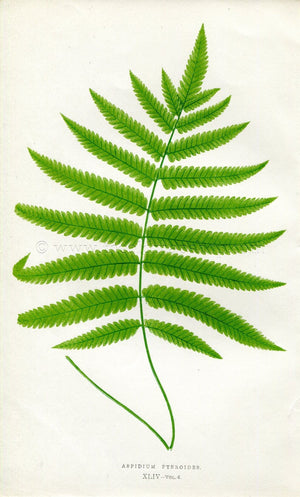 Edward Joseph Lowe Fern (Aspidium Pteroides) Antique Botanical Print 1857