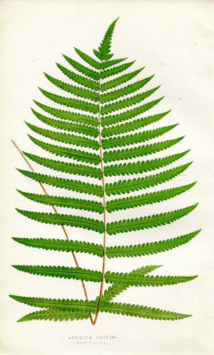 Edward Joseph Lowe Fern (Aspidium Unitum) Antique Botanical Print 1857