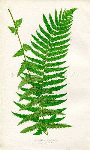 Edward Joseph Lowe Fern (Aspidium Hookeri) Antique Botanical Print 1857