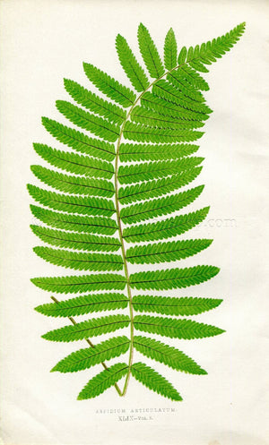Edward Joseph Lowe Fern (Aspidium Articulatum) Antique Botanical Print 1857