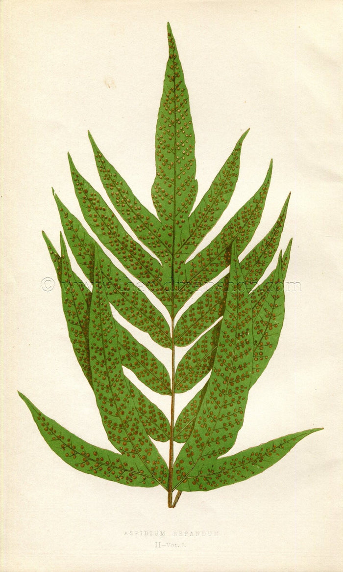 Edward Joseph Lowe Fern (Aspidium Repandum) Antique Botanical Print 1859