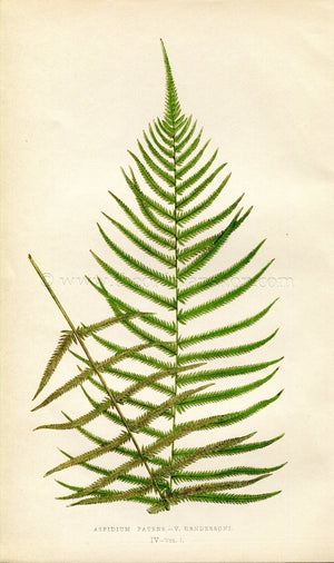 Edward Joseph Lowe Fern (Aspidium Patens.-V. Hendersoni) Antique Botanical Print 1859
