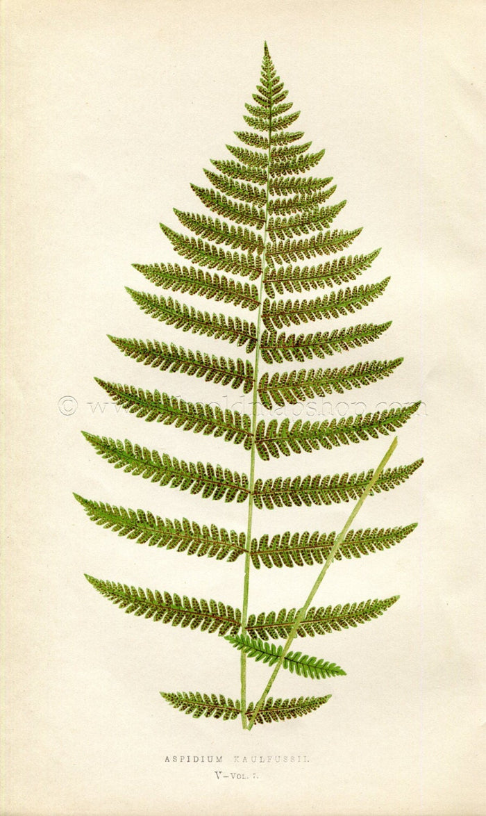 Edward Joseph Lowe Fern (Aspidium Kaulfussii) Antique Botanical Print 1859
