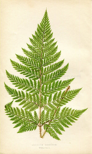 Edward Joseph Lowe Fern (Aspidium Hispidum) Antique Botanical Print 1859