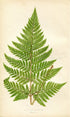 Edward Joseph Lowe Fern (Aspidium Hispidum) Antique Botanical Print 1859