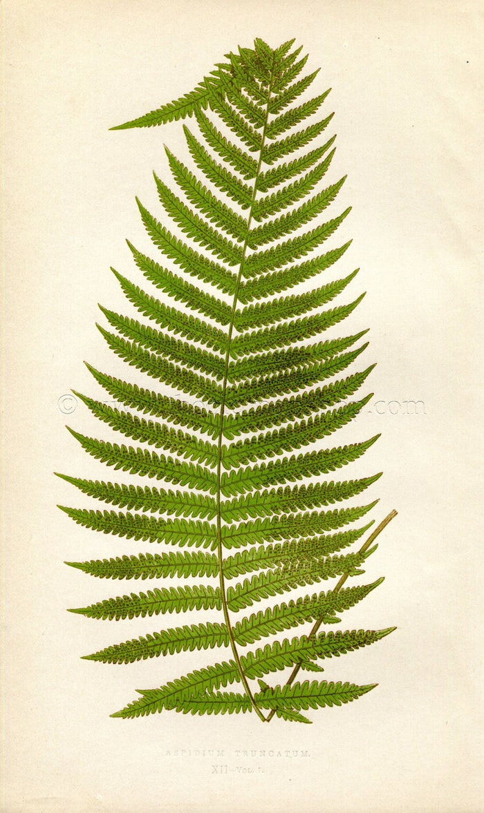 Edward Joseph Lowe Fern (Aspidium Truncatum) Antique Botanical Print 1859