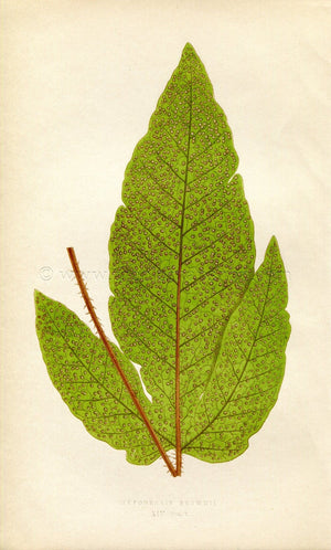 Edward Joseph Lowe Fern (Hypoderris Brownii) Antique Botanical Print 1859