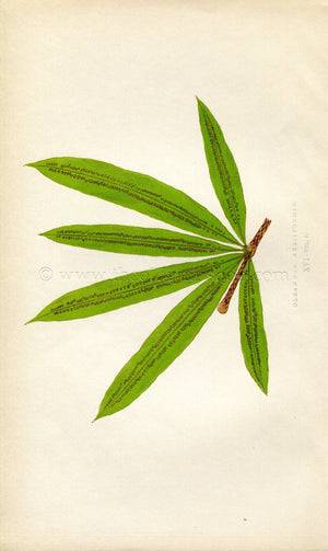Edward Joseph Lowe Fern (Oleandra Neriiformis) Antique Botanical Print 1859