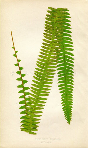 Edward Joseph Lowe Fern (Nephrolepis Exaltata) Antique Botanical Print 1859
