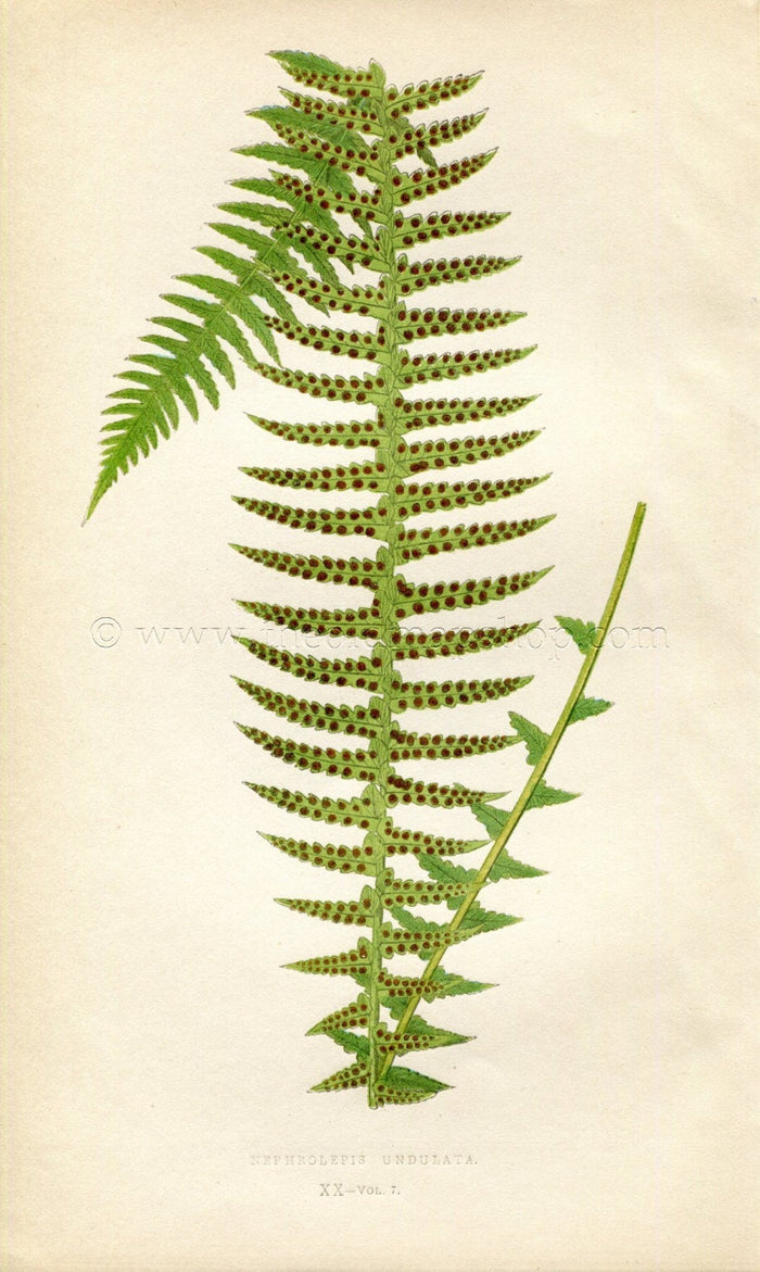 Edward Joseph Lowe Fern (Nephrolepis Undulata) Antique Botanical Print 1859
